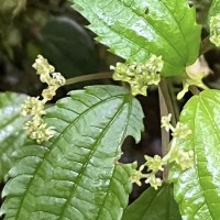 Lecanthus peduncularis (Royle) Wedd.